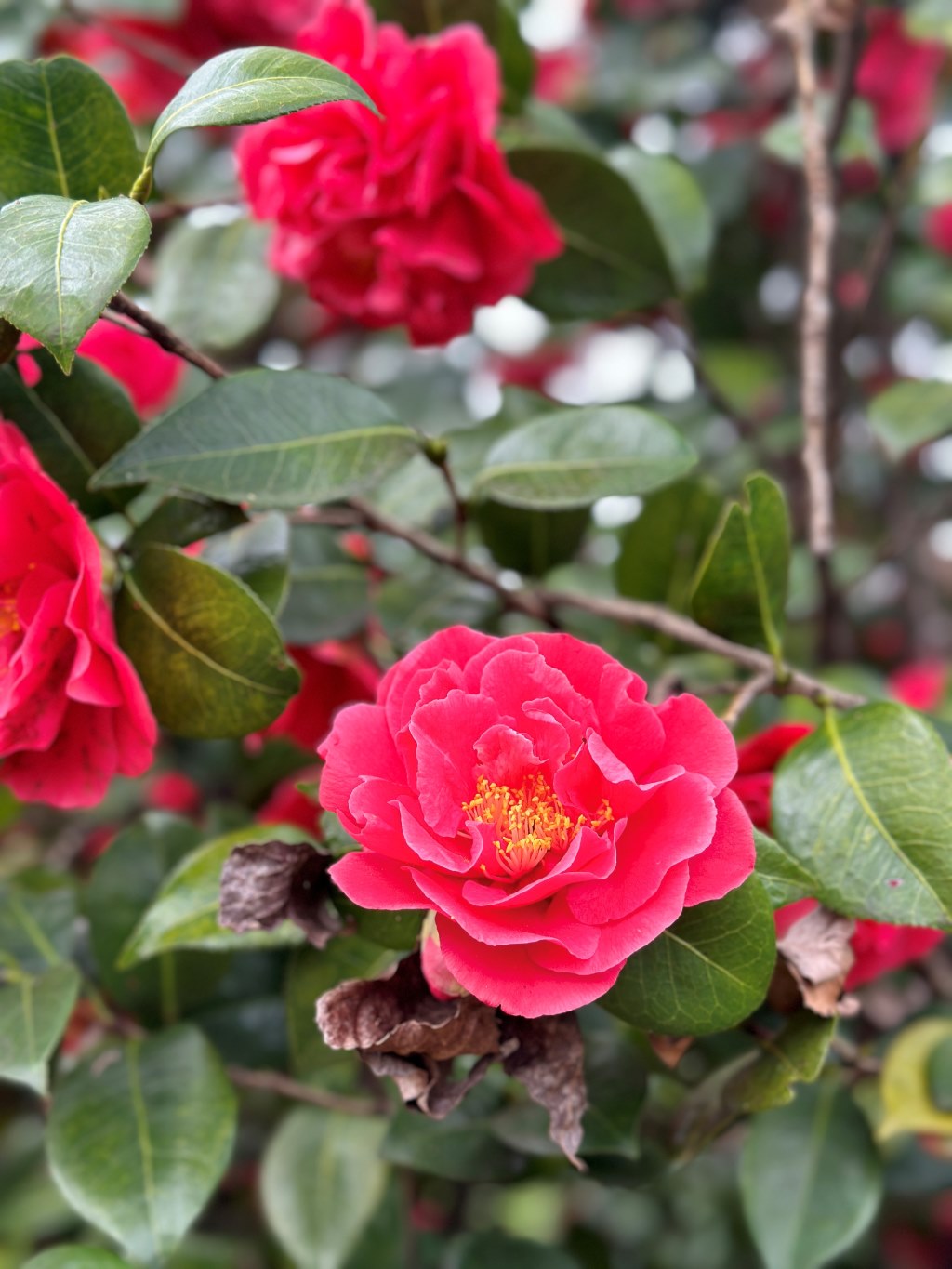 Camellia japonica rot, Kamelien mit roten Blüten 